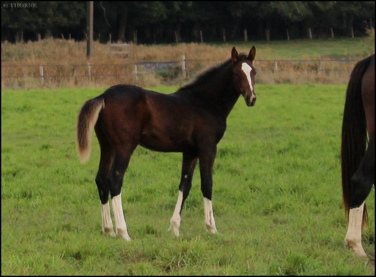 Potranca Silla Francés En venta 2025 Bayo moreno por ESMERALDO