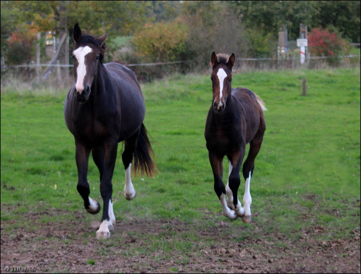 Potranca Silla Francés En venta 2025 Bayo moreno por ESMERALDO