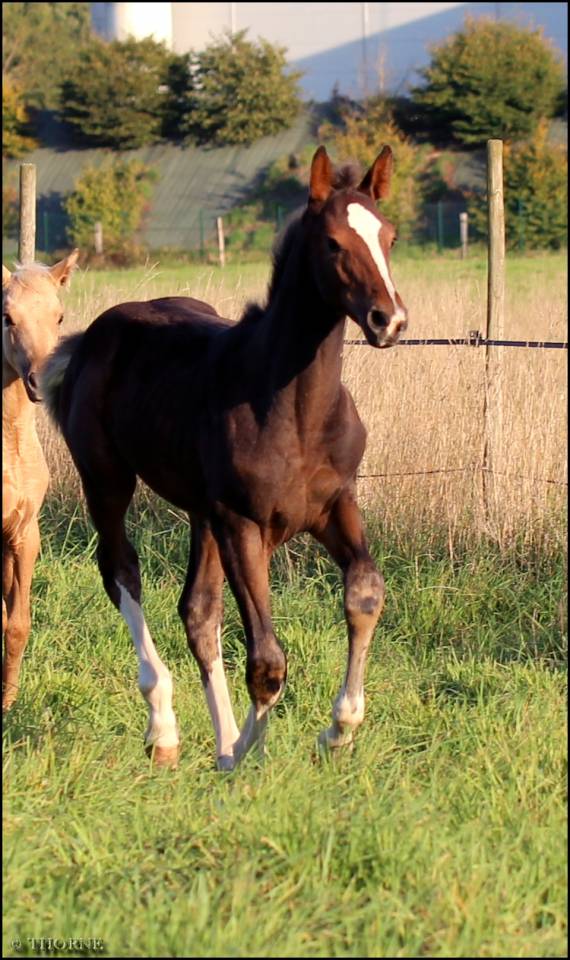 Potranca Silla Francés En venta 2025 Bayo moreno por ESMERALDO