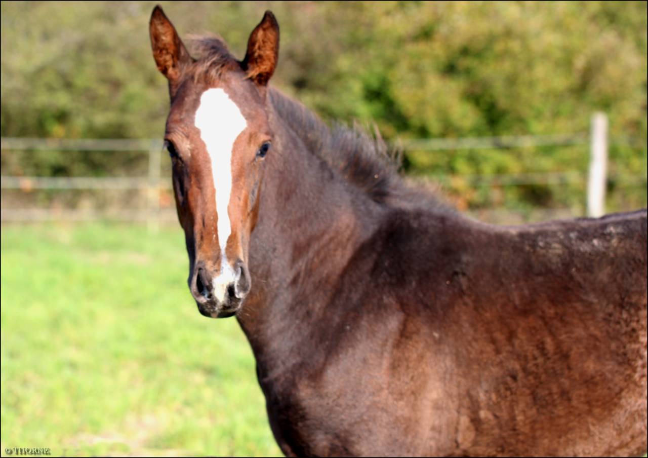 Potranca Silla Francés En venta 2025 Bayo moreno por ESMERALDO