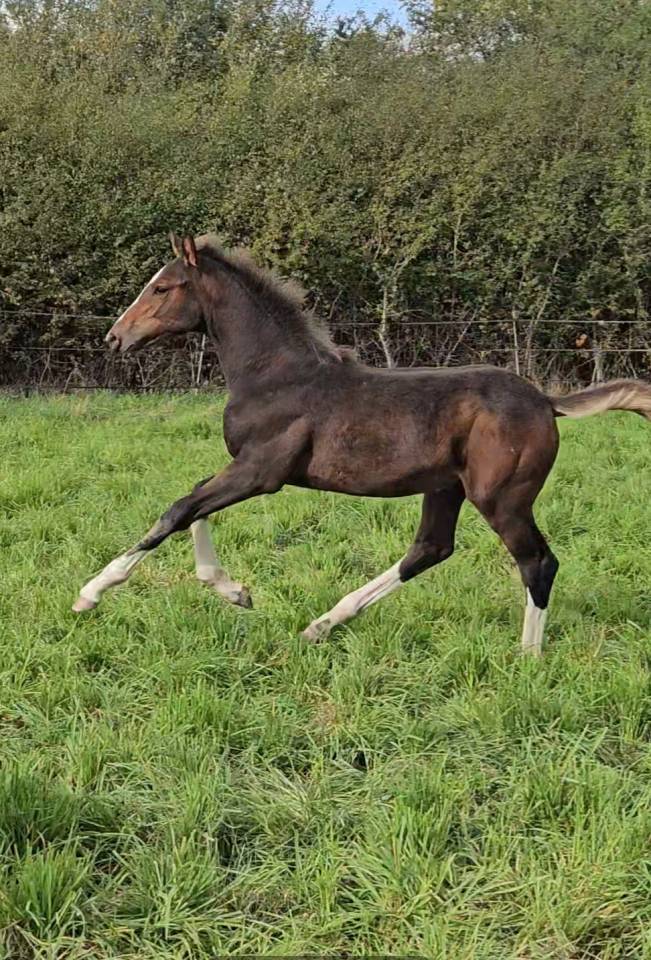 Potranca Silla Francés En venta 2025 Bayo moreno por ESMERALDO