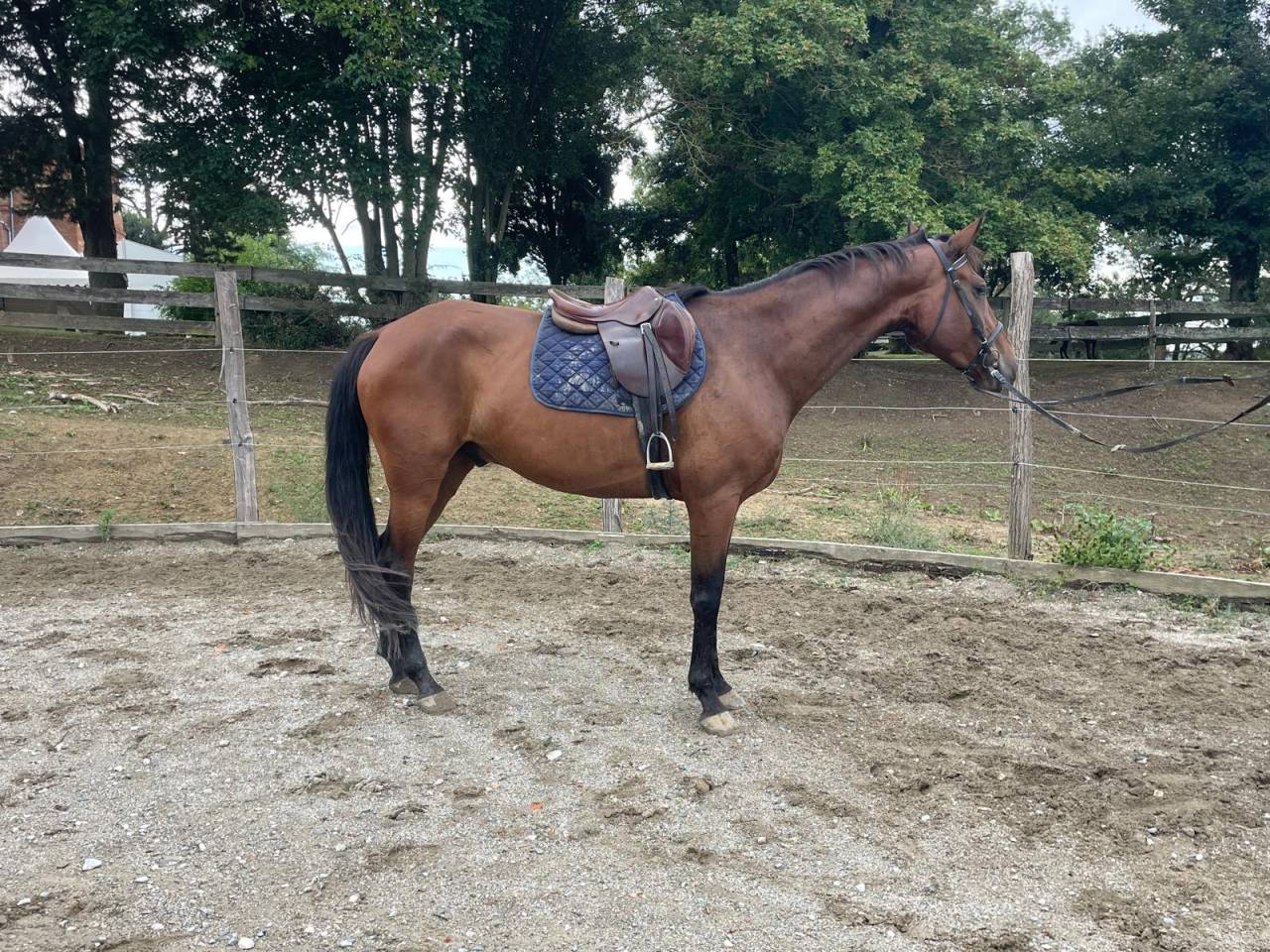 Caballo castrado Origen No Constatado En venta 2017 Bayo