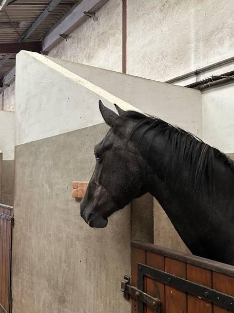 Yegua Origine Constatée En venta 2022 Tordo