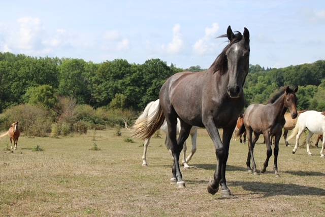 Yegua Origine Constatée En venta 2022 Tordo