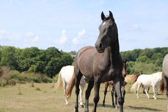 Yegua Origine Constatée En venta 2022 Tordo