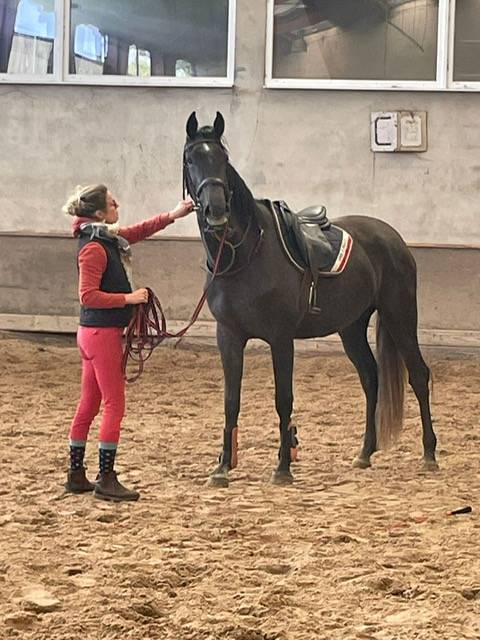 Yegua Origine Constatée En venta 2022 Tordo