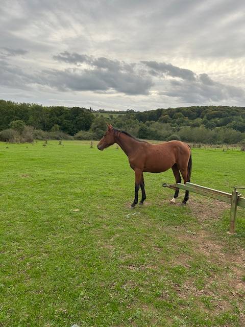 Yegua Silla Francés En venta 2024 Bayo por j'accuse boismargot