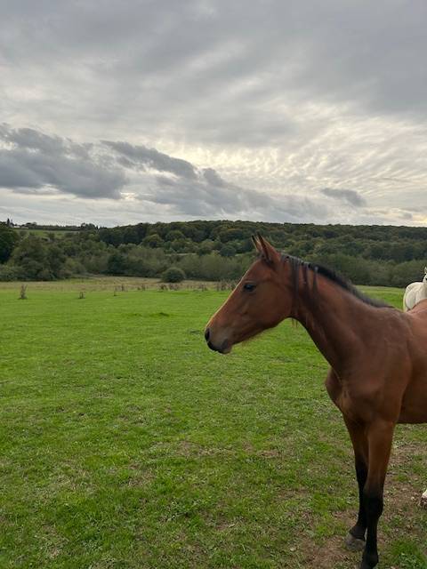 Yegua Silla Francés En venta 2024 Bayo por j'accuse boismargot