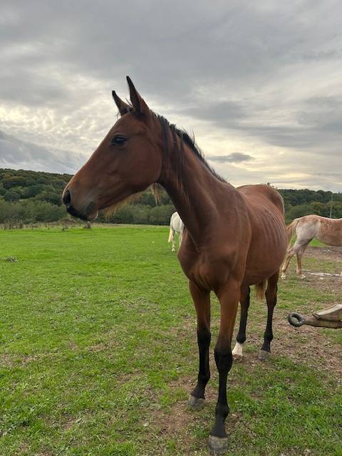 Yegua Silla Francés En venta 2024 Bayo por j'accuse boismargot