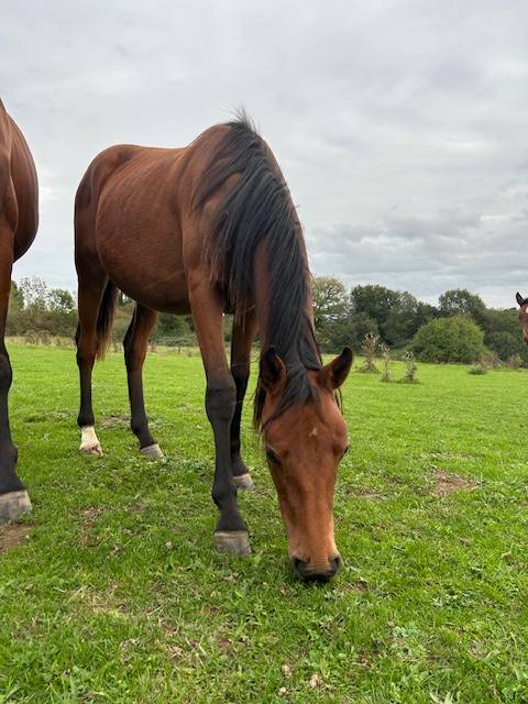 Yegua Silla Francés En venta 2024 Bayo por j'accuse boismargot