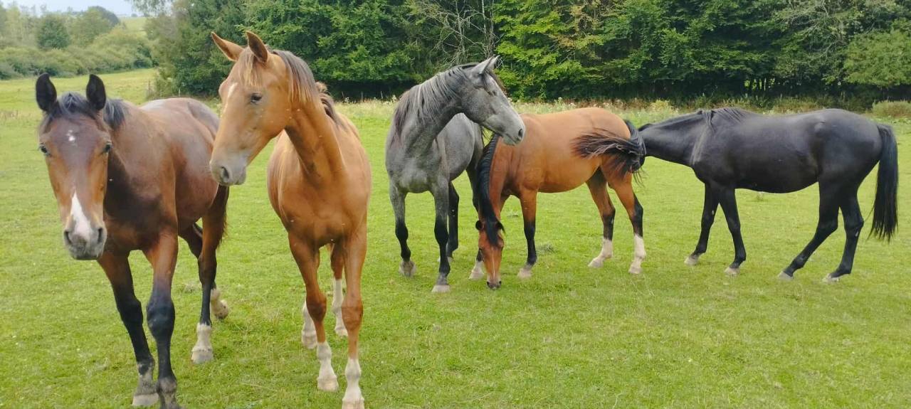 Propiedad ecuestre En venta Luxemburgo be