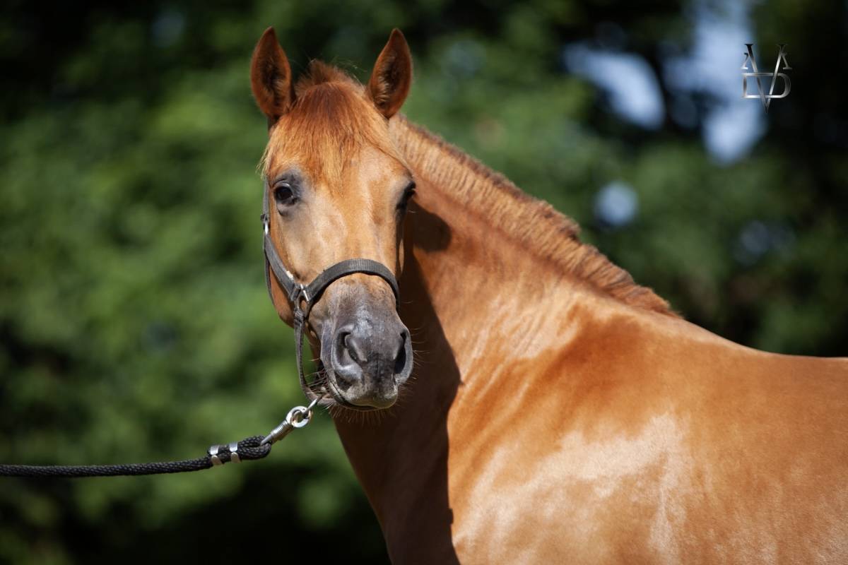 Yegua PRE Pura Raza Española En venta 2022 Alazán por Tarzano GSA