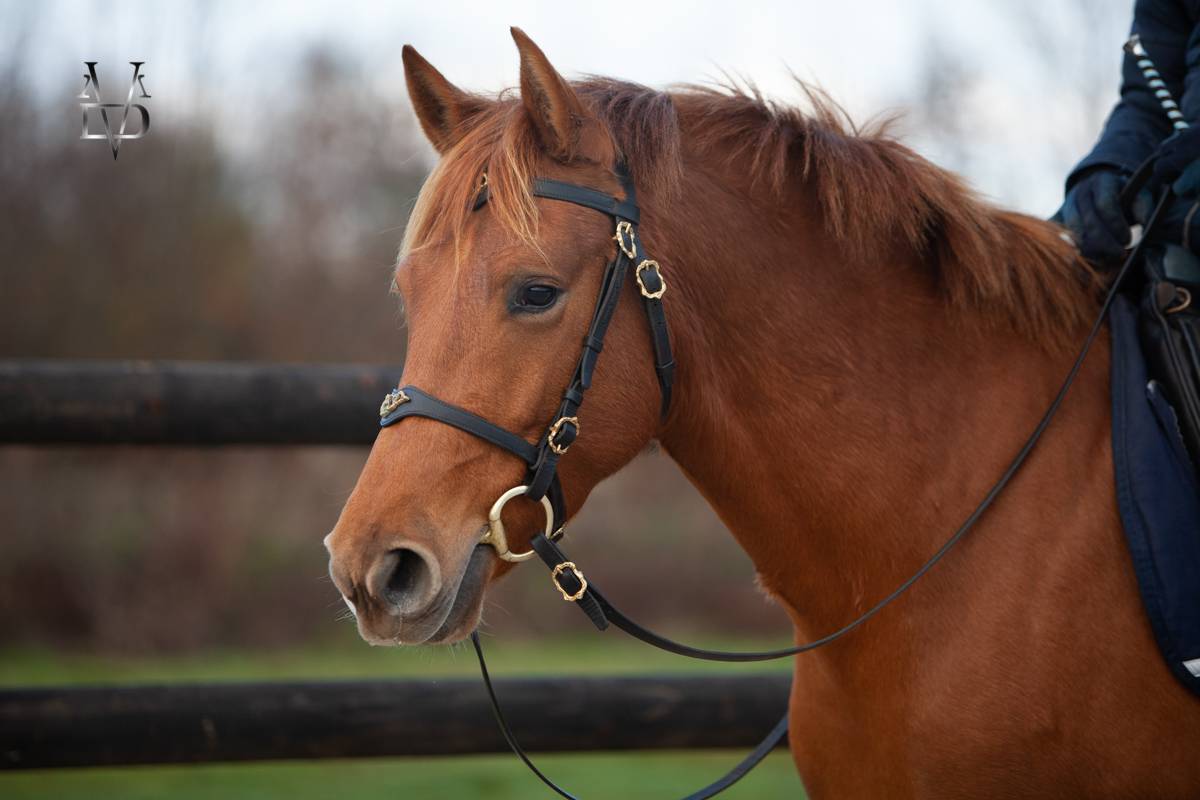 Yegua PRE Pura Raza Espa&ntilde;ola En venta 2022 Alaz&aacute;n por Tarzano GSA