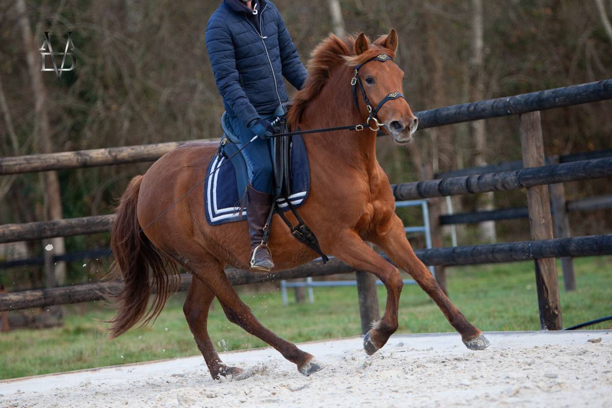 Yegua PRE Pura Raza Espa&ntilde;ola En venta 2022 Alaz&aacute;n por Tarzano GSA