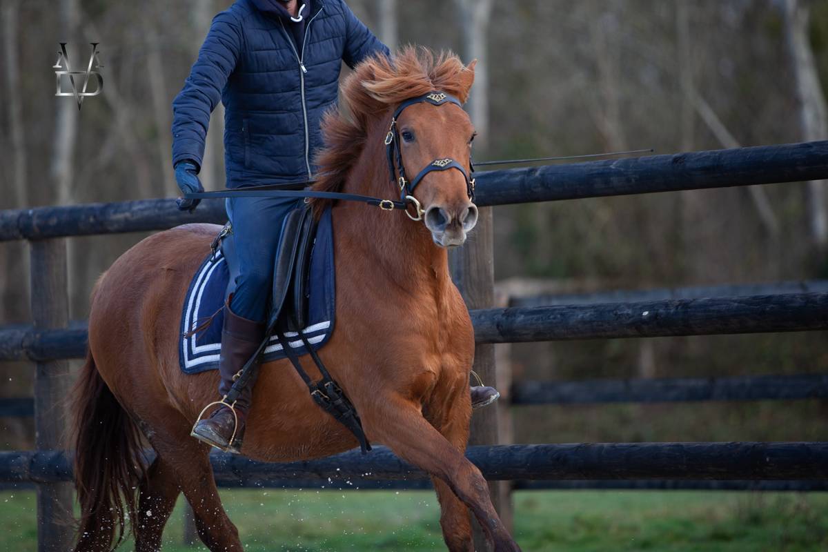 Yegua PRE Pura Raza Espa&ntilde;ola En venta 2022 Alaz&aacute;n por Tarzano GSA