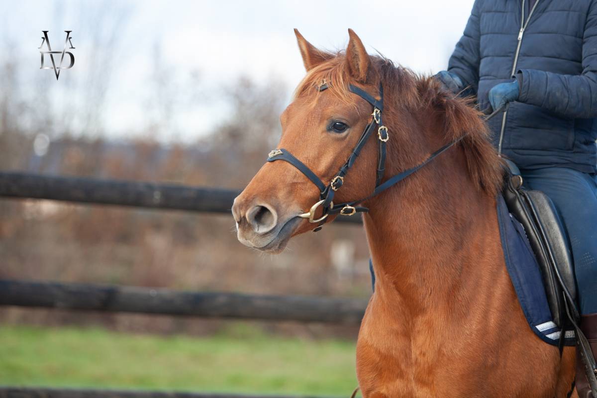 Yegua PRE Pura Raza Espa&ntilde;ola En venta 2022 Alaz&aacute;n por Tarzano GSA