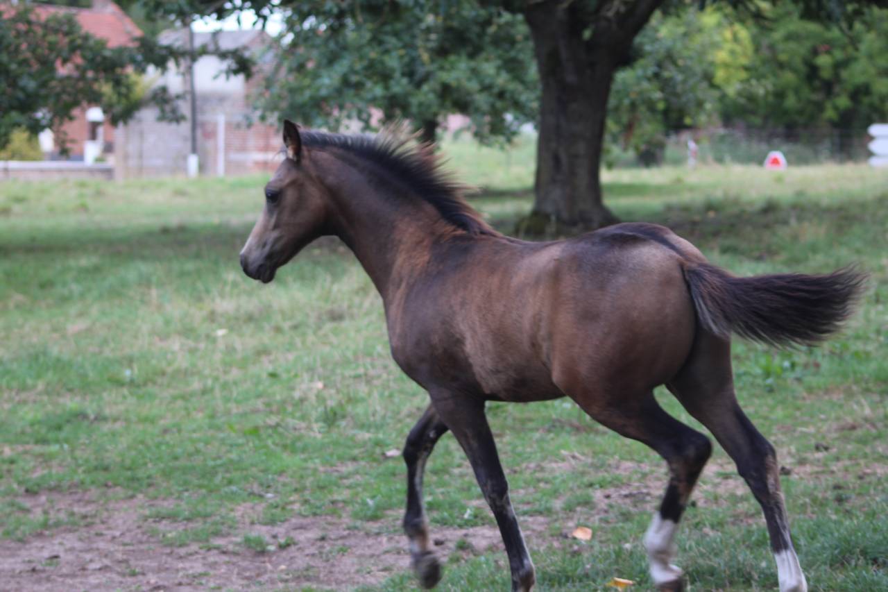 Potro PFS Poni Françés de Silla En venta 2025 Isabelo por Dream in Cream