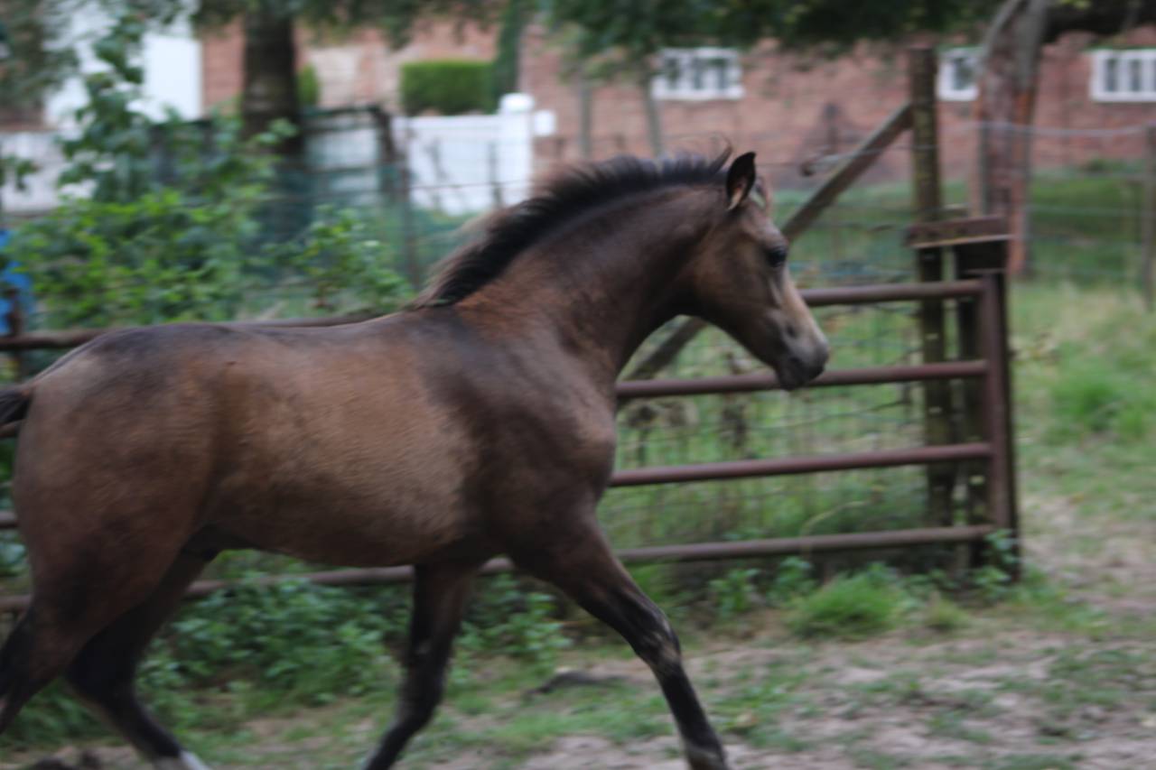 Potro PFS Poni Françés de Silla En venta 2025 Isabelo por Dream in Cream