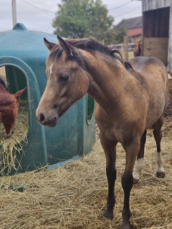 Potro PFS Poni Françés de Silla En venta 2025 Isabelo por Dream in Cream