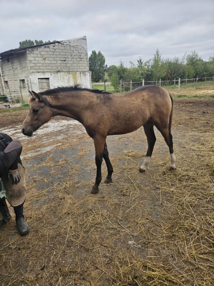 Potro PFS Poni Françés de Silla En venta 2025 Isabelo por Dream in Cream