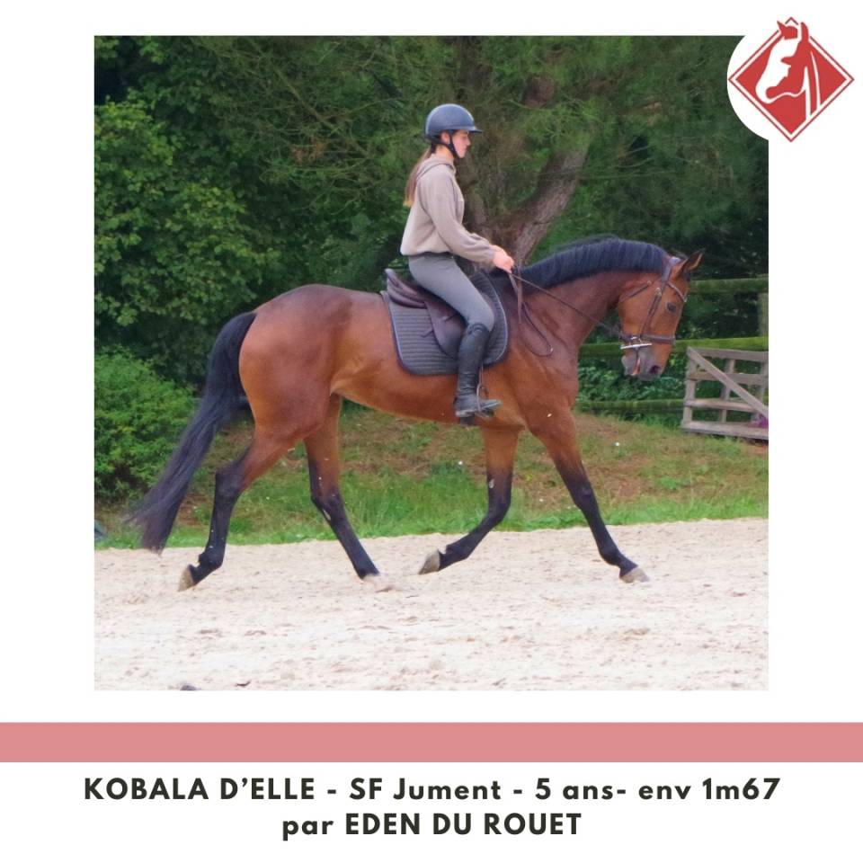 Yegua Silla Francés En venta 2020 Bayo por Eden du Rouet