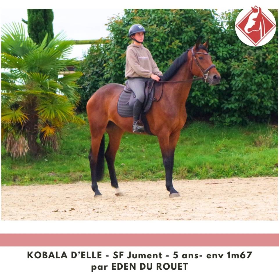 Yegua Silla Francés En venta 2020 Bayo por Eden du Rouet