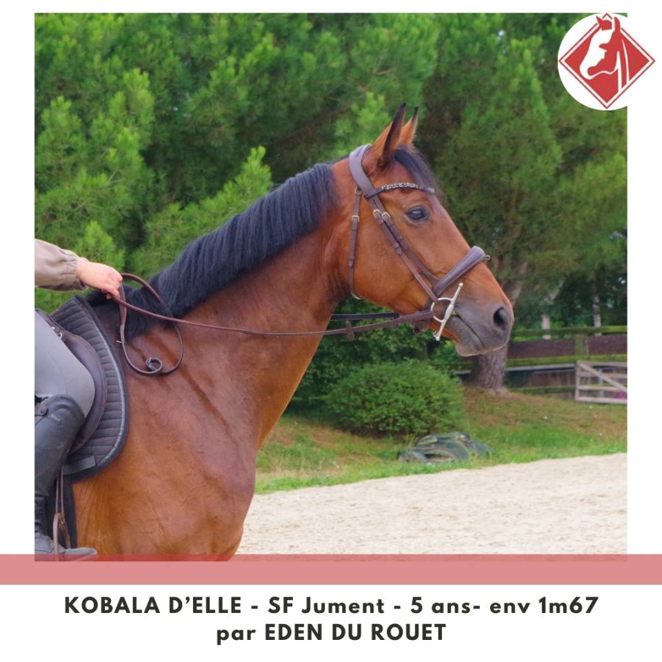 Yegua Silla Francés En venta 2020 Bayo por Eden du Rouet