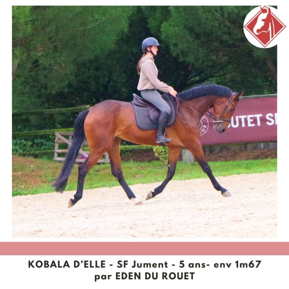 Yegua Silla Francés En venta 2020 Bayo por Eden du Rouet