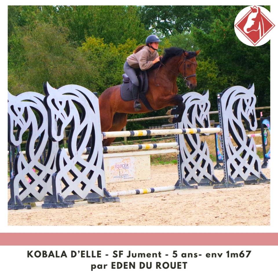 Yegua Silla Francés En venta 2020 Bayo por Eden du Rouet