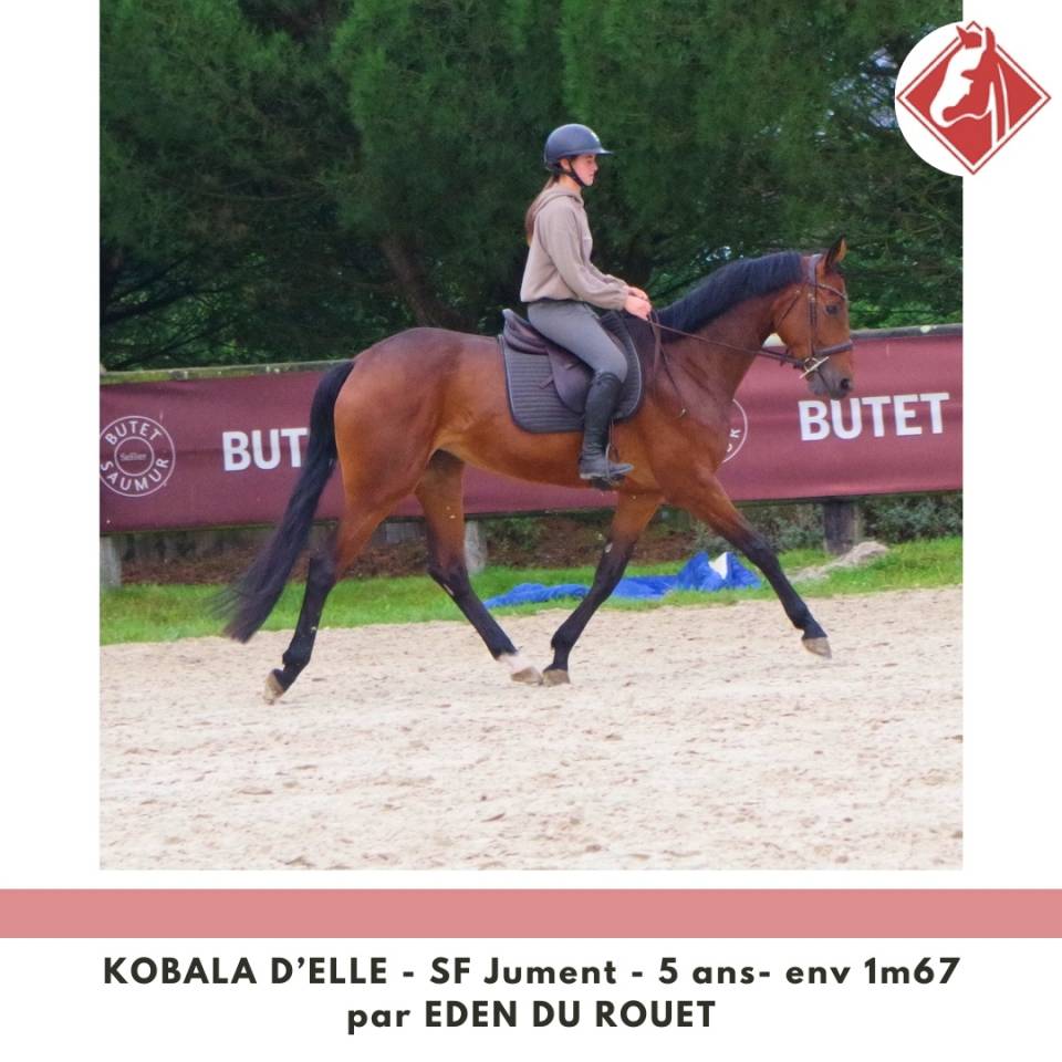 Yegua Silla Francés En venta 2020 Bayo por Eden du Rouet