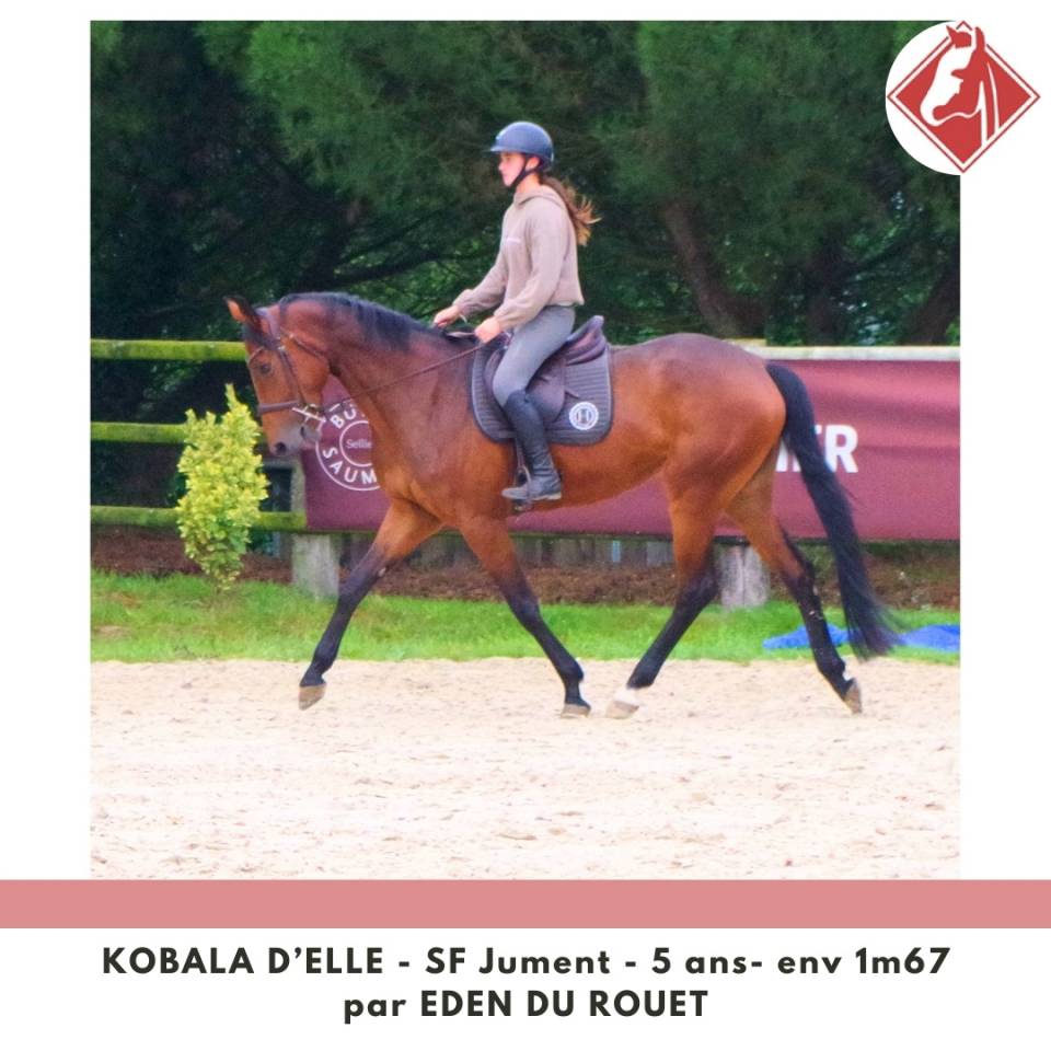 Yegua Silla Francés En venta 2020 Bayo por Eden du Rouet