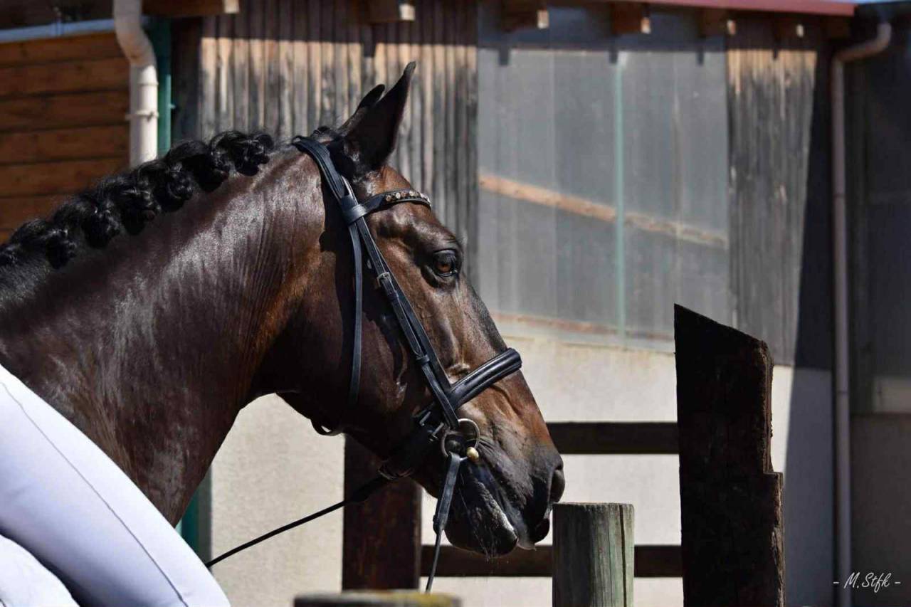 Caballo castrado PRE Pura Raza Española En venta 2012 Bayo moreno