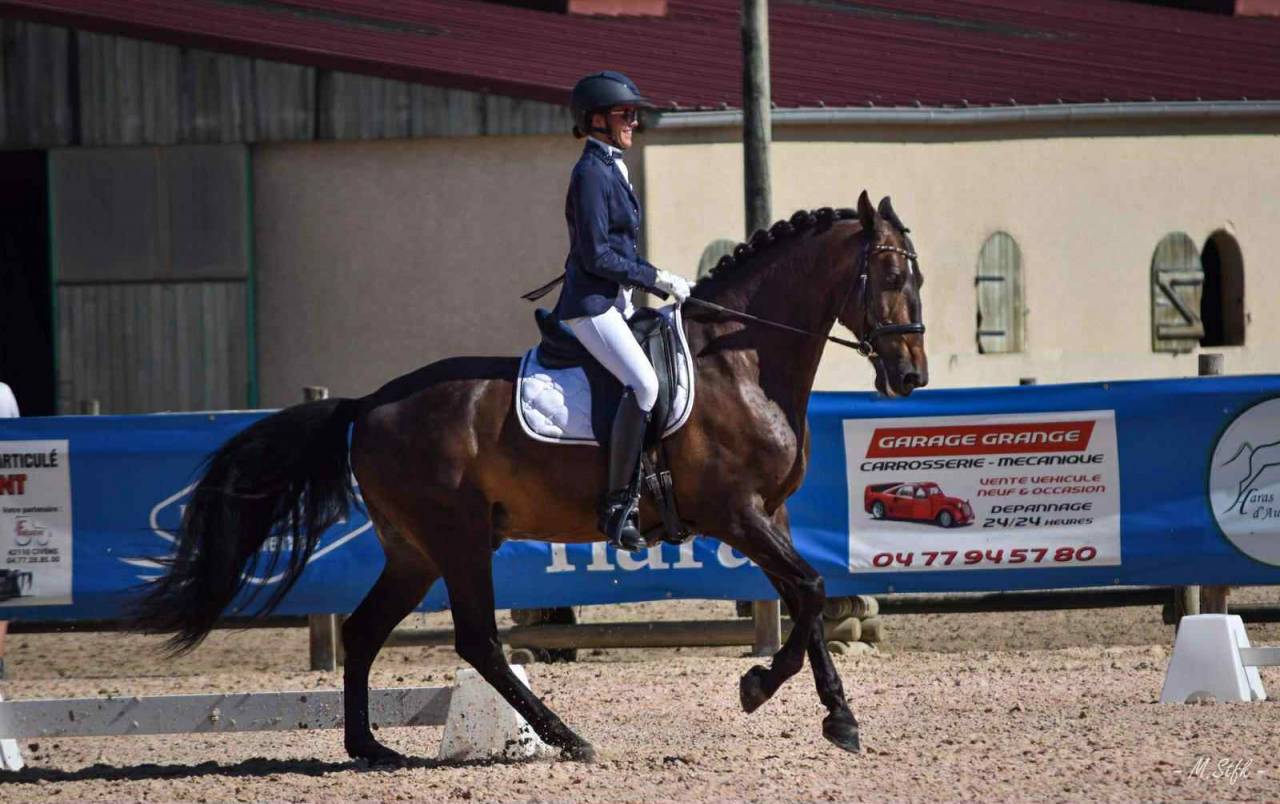 Caballo castrado PRE Pura Raza Española En venta 2012 Bayo moreno