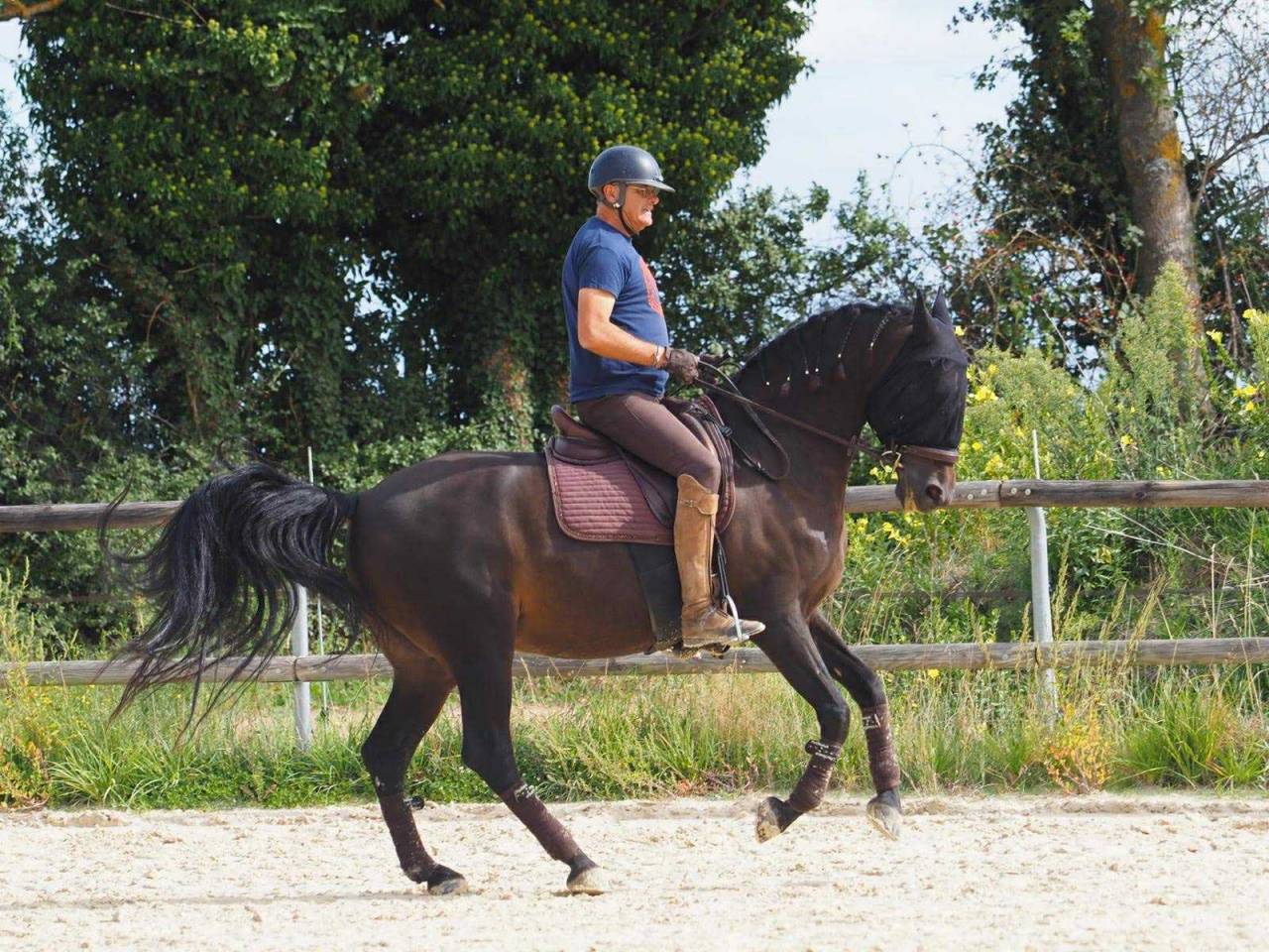 Caballo castrado PRE Pura Raza Española En venta 2012 Bayo moreno