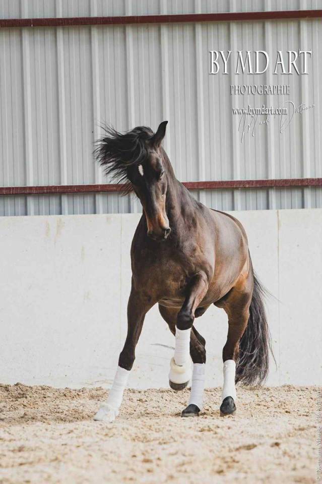 Caballo castrado PRE Pura Raza Española En venta 2012 Bayo moreno