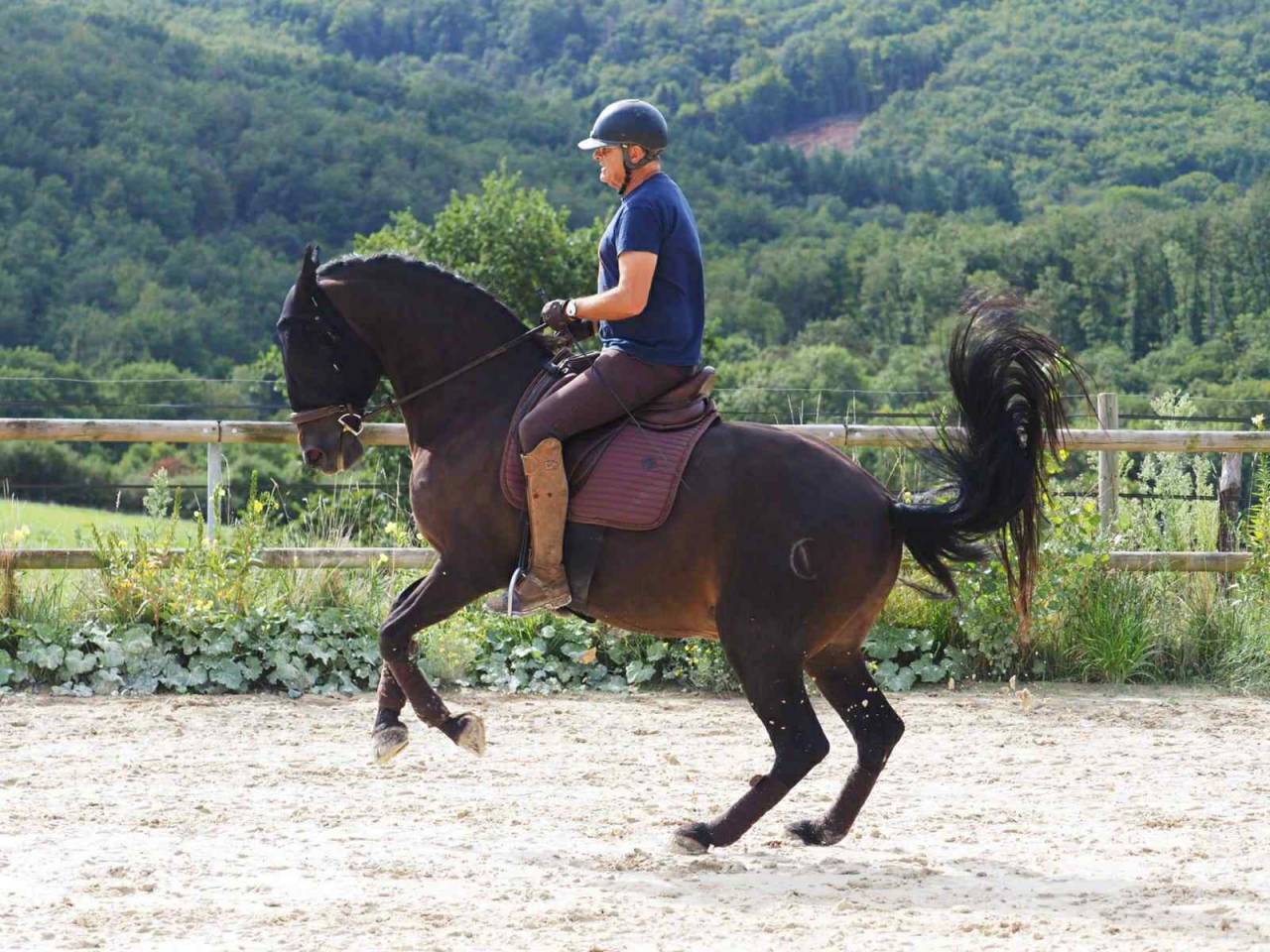 Caballo castrado PRE Pura Raza Española En venta 2012 Bayo moreno