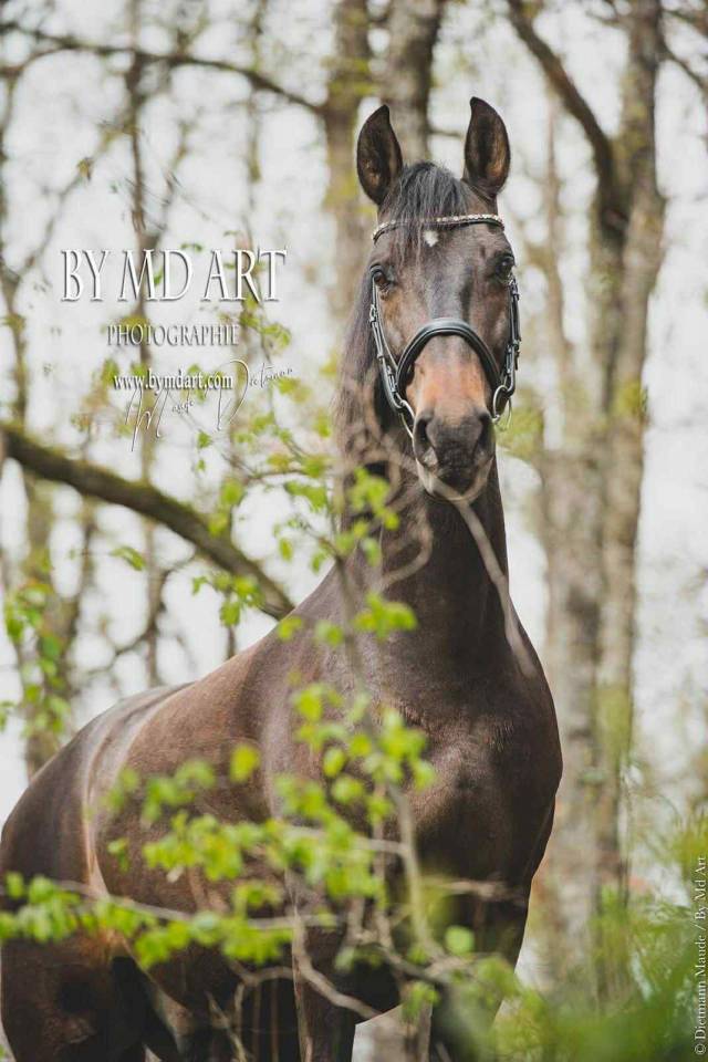 Caballo castrado PRE Pura Raza Española En venta 2012 Bayo moreno