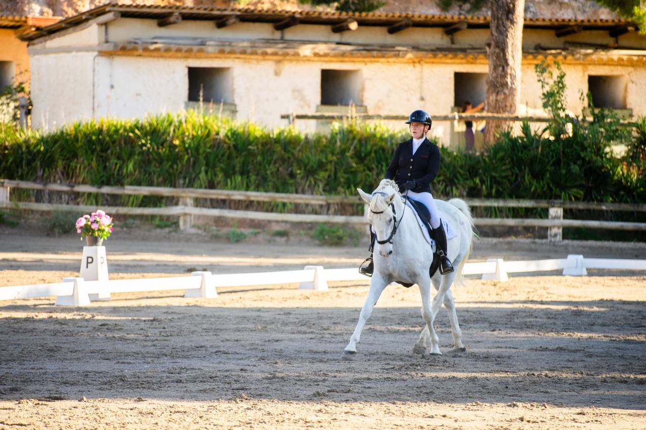Caballo castrado Lipizzano En venta 2018 Tordo