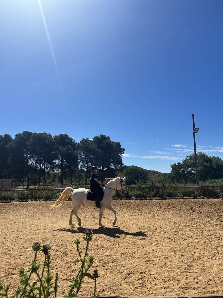 Caballo castrado Lipizzano En venta 2018 Tordo