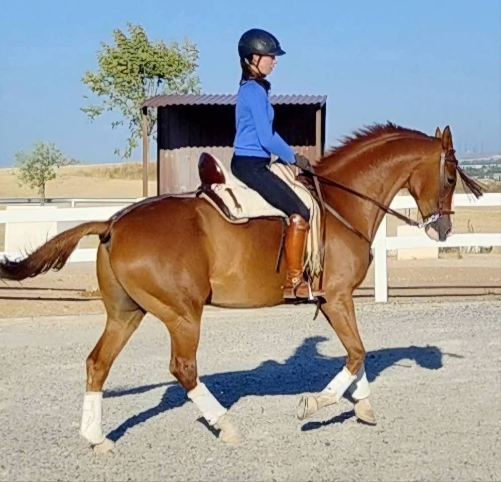 Anglo Árabe Especial 