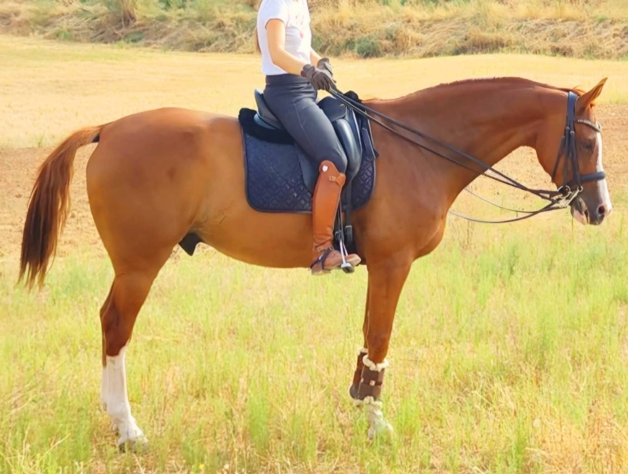 Anglo Árabe Especial 