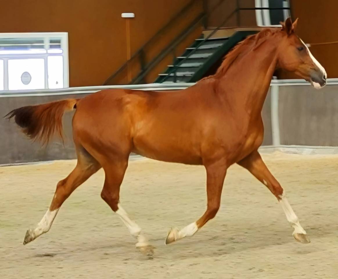 Anglo Árabe Especial 