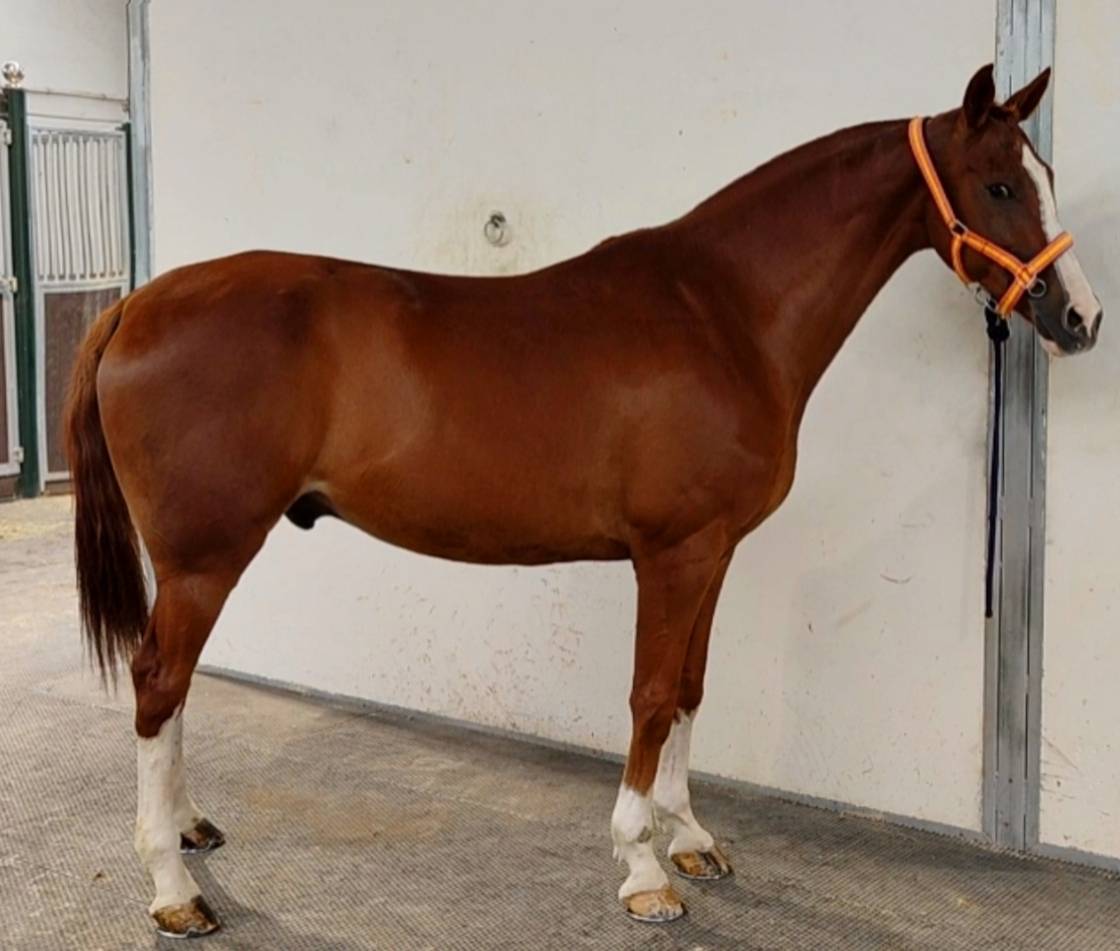 Anglo Árabe Especial 