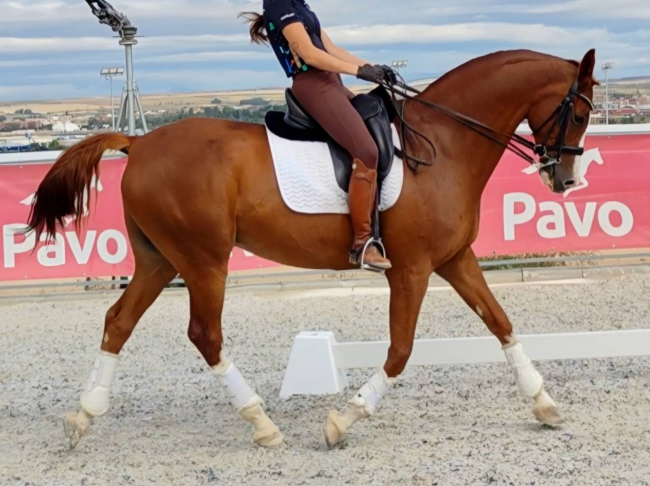 Anglo Árabe Especial 