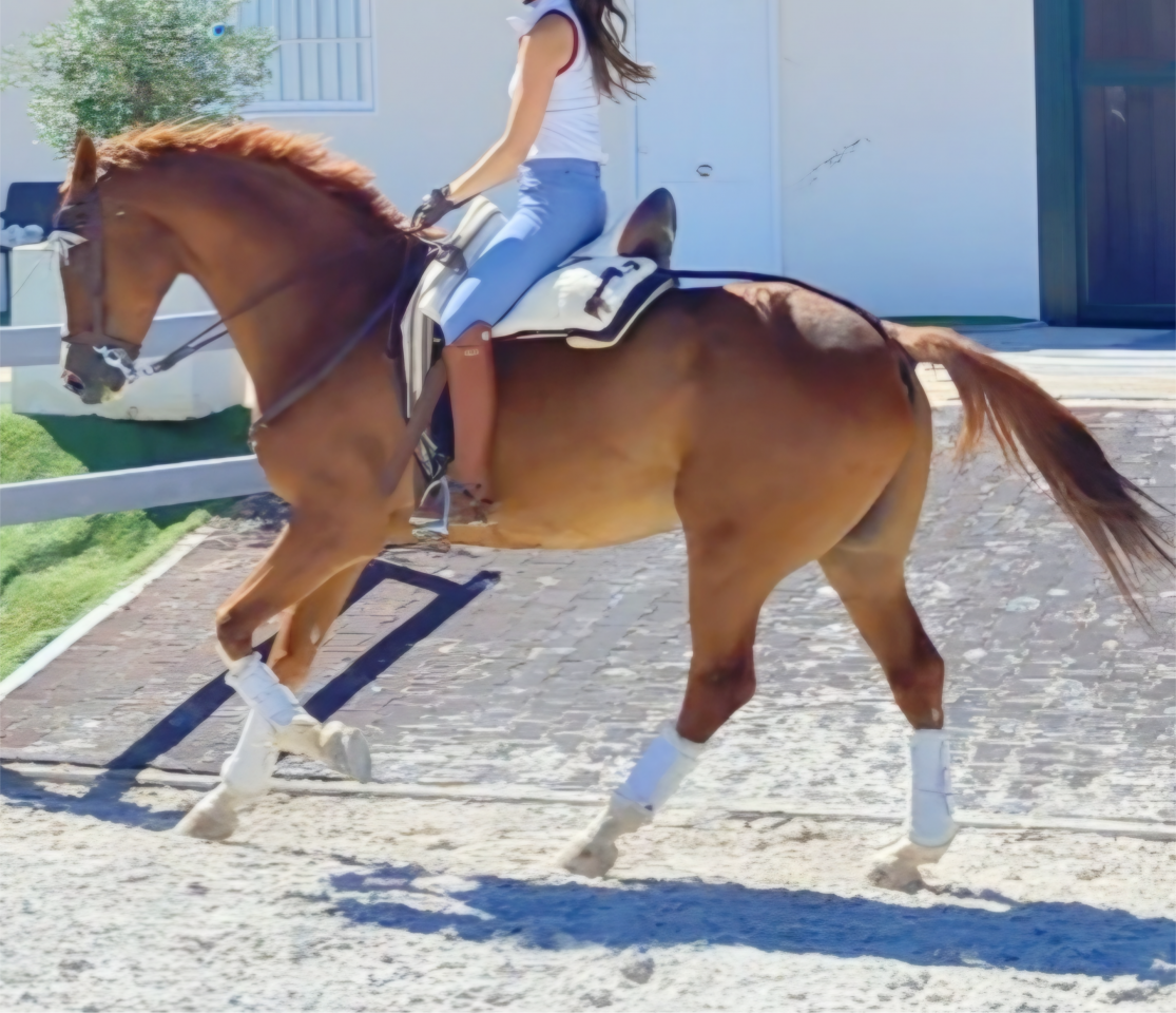 Anglo Árabe Especial 