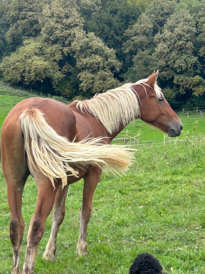 Caballo castrado Welsh Part Bred En venta 2024 Pelo de vaca por ti punch poupetiere