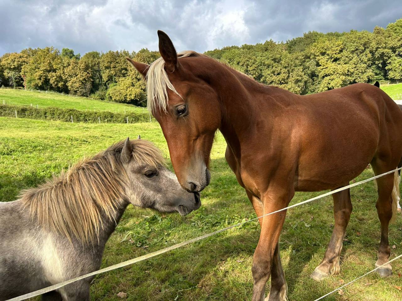 Caballo castrado Welsh Part Bred En venta 2024 Pelo de vaca por ti punch poupetiere
