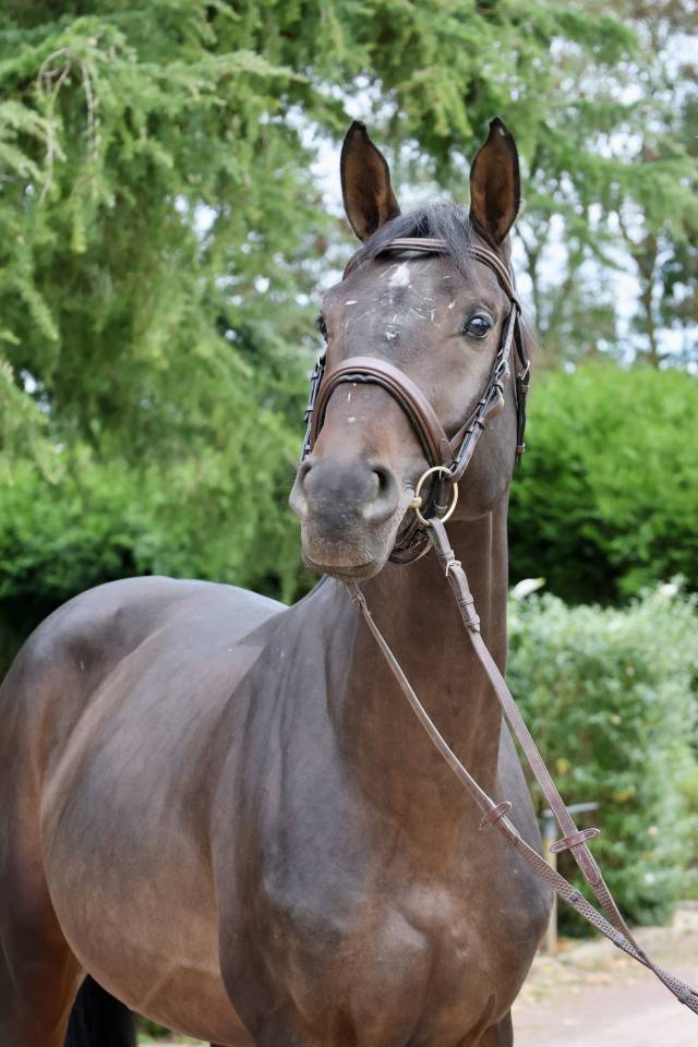 Caballo entero Holsteiner En venta 2020 Bayo por Q-OXFORED QUALITY