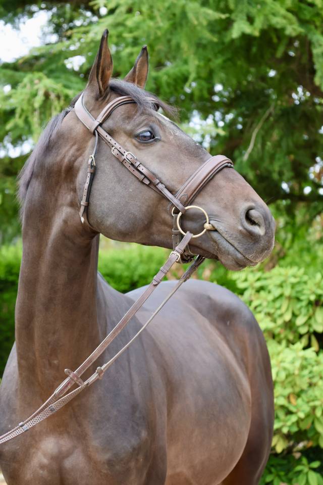 Caballo entero Holsteiner En venta 2020 Bayo por Q-OXFORED QUALITY