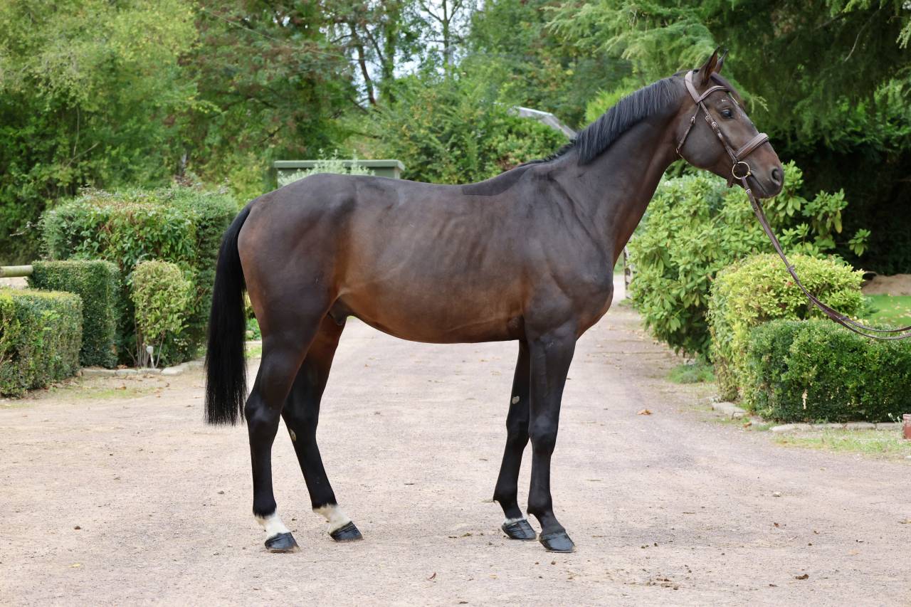 Caballo entero Holsteiner En venta 2020 Bayo por Q-OXFORED QUALITY